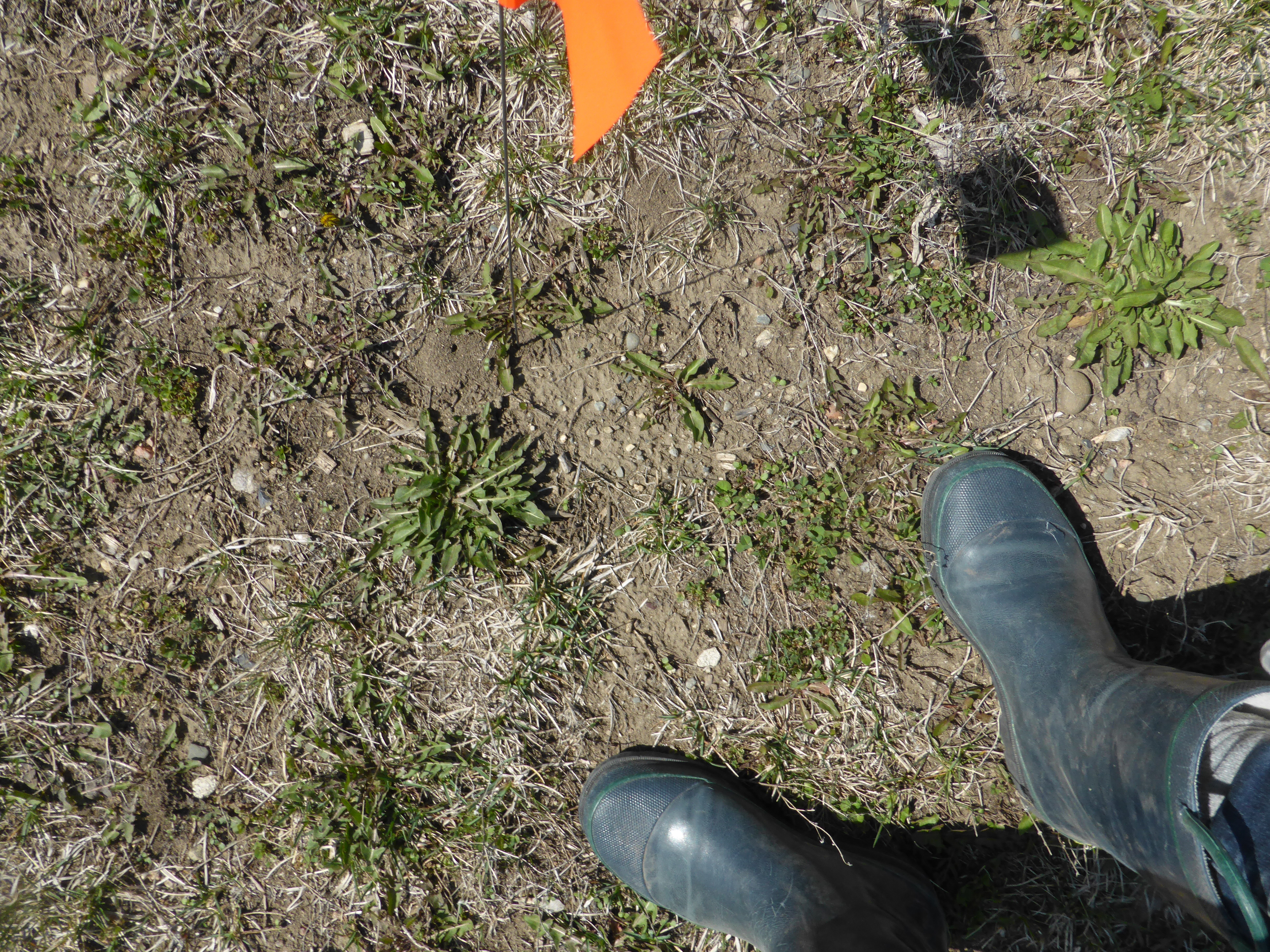 This photo was taken with the camera aiming towards the ground. In the lower right-hand corner of the frame are feet in calf-high rubber boots. In the upper portion of the frame, there are holes in the ground, among the short-cropped grass. Near the holes are small orange flags on small wire posts.