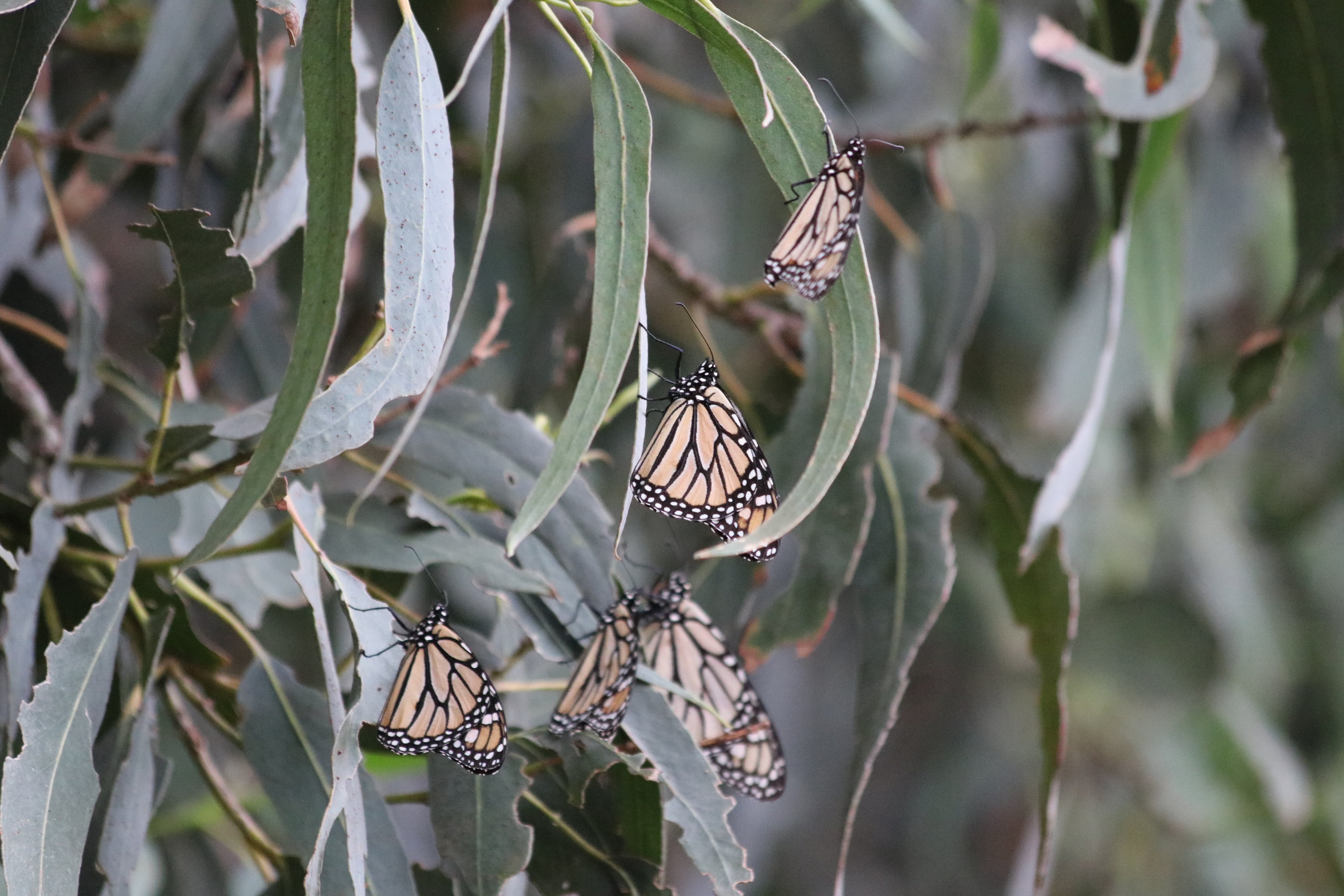 "Small clusters of monarch at an overwintering site"