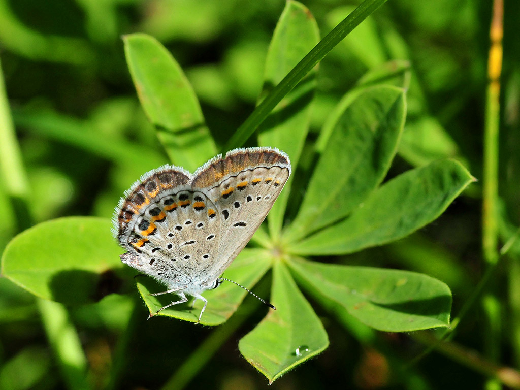 A pale butterfly rests on the tip of a green leaf with its wings closed.