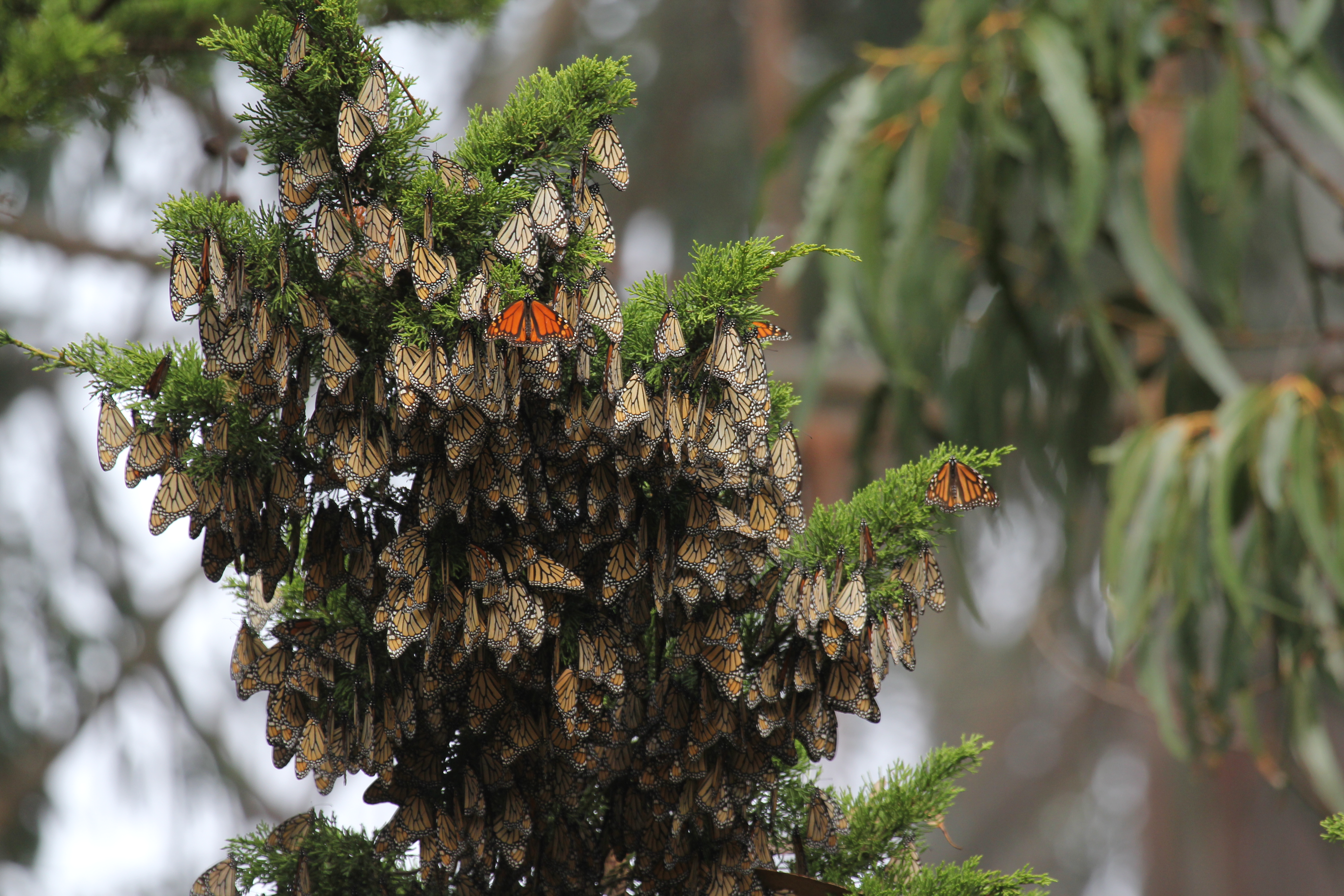Monarchs cluster tightly together in a large group on a pine branch on a gloomy, rainy day. Most of the monarchs have their wings closed, showing the dull, orange-brown side that resembles dead leaves. One monarch in the center of this dense cluster has its wings open, seemingly shining against the others, with its bright orange and black coloration.