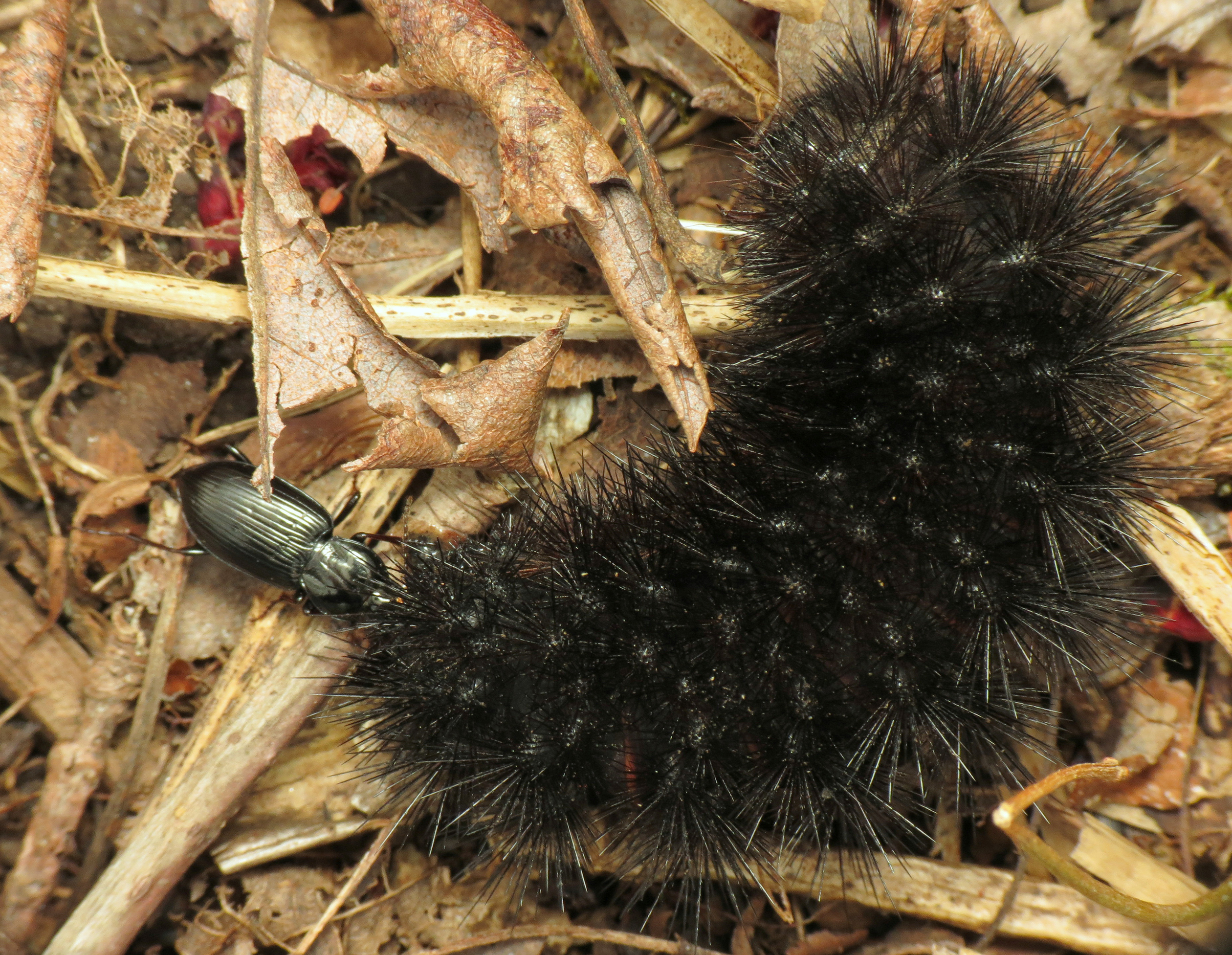 A small black beetle attacks a much larger and very hairy caterpillar.
