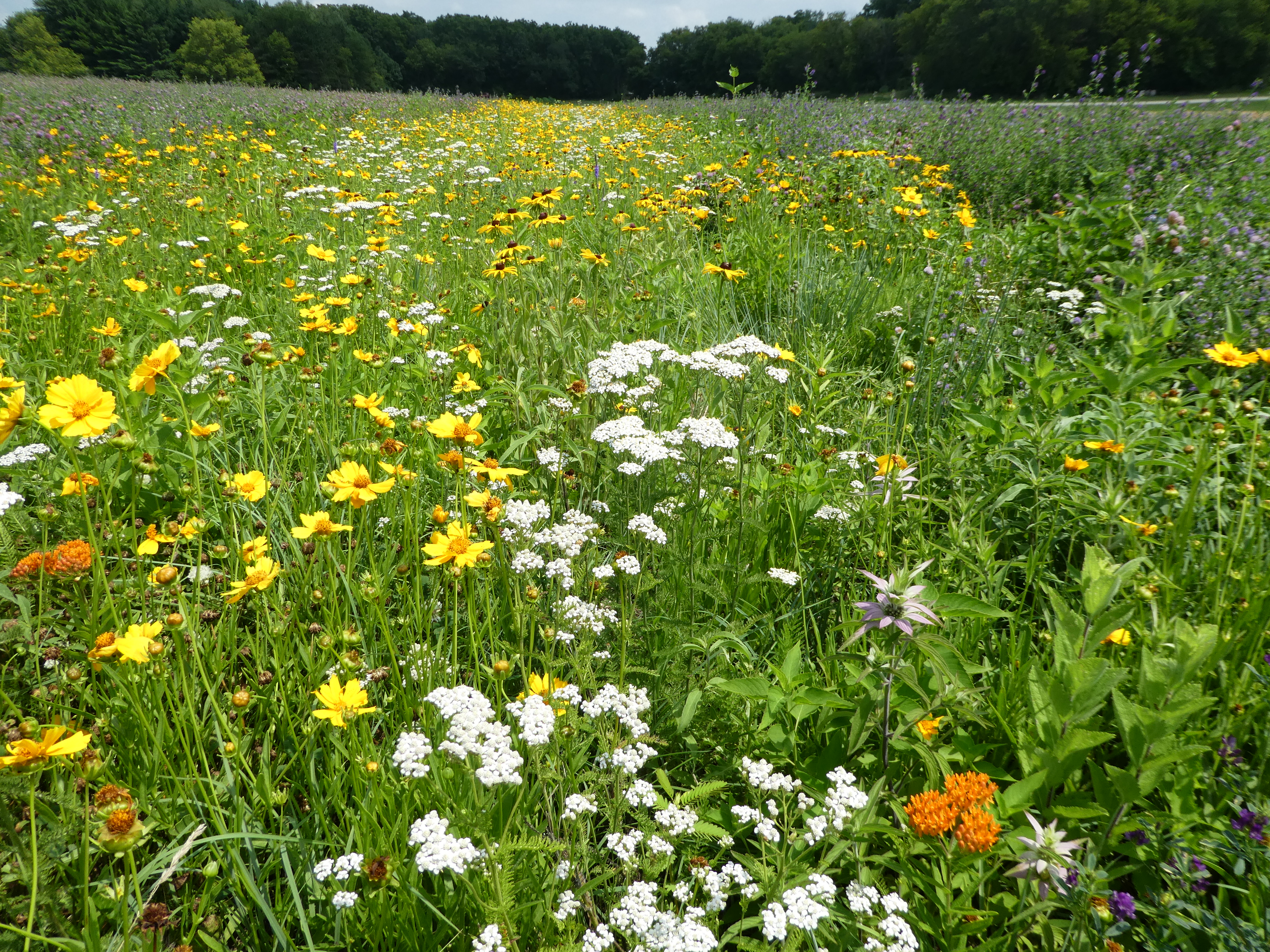 A field of wildflowers planted for pollinators.