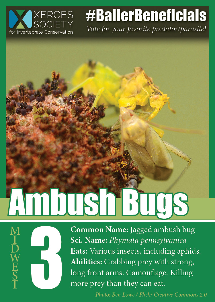 Widwest region champions: ambush bugs