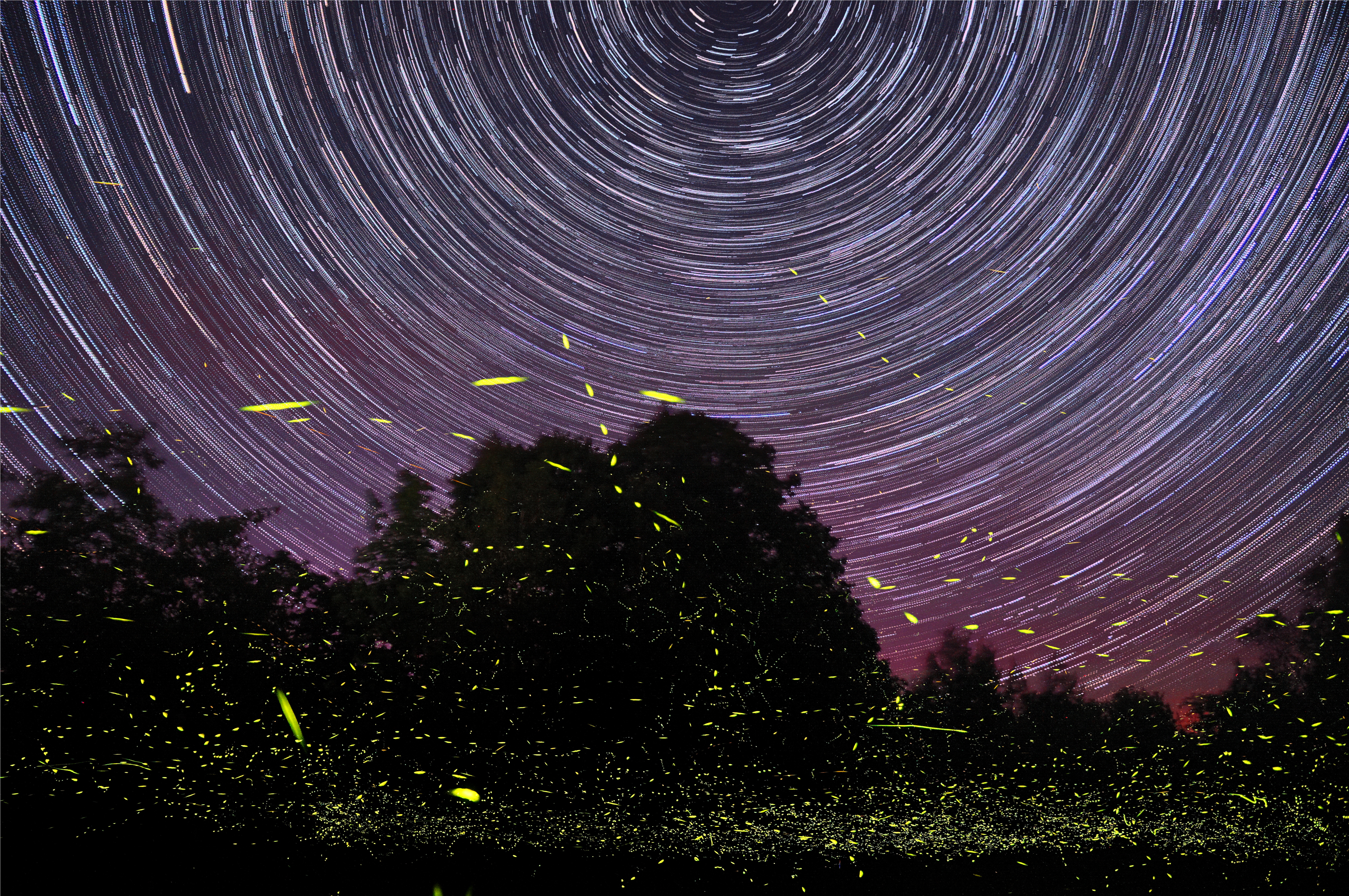 White, circular star trails inscribe a purple and maroon night sky, and the dark areas of the scene that include tree silhouettes are illuminated by yellow-green firefly trails, in this long-exposure shot.