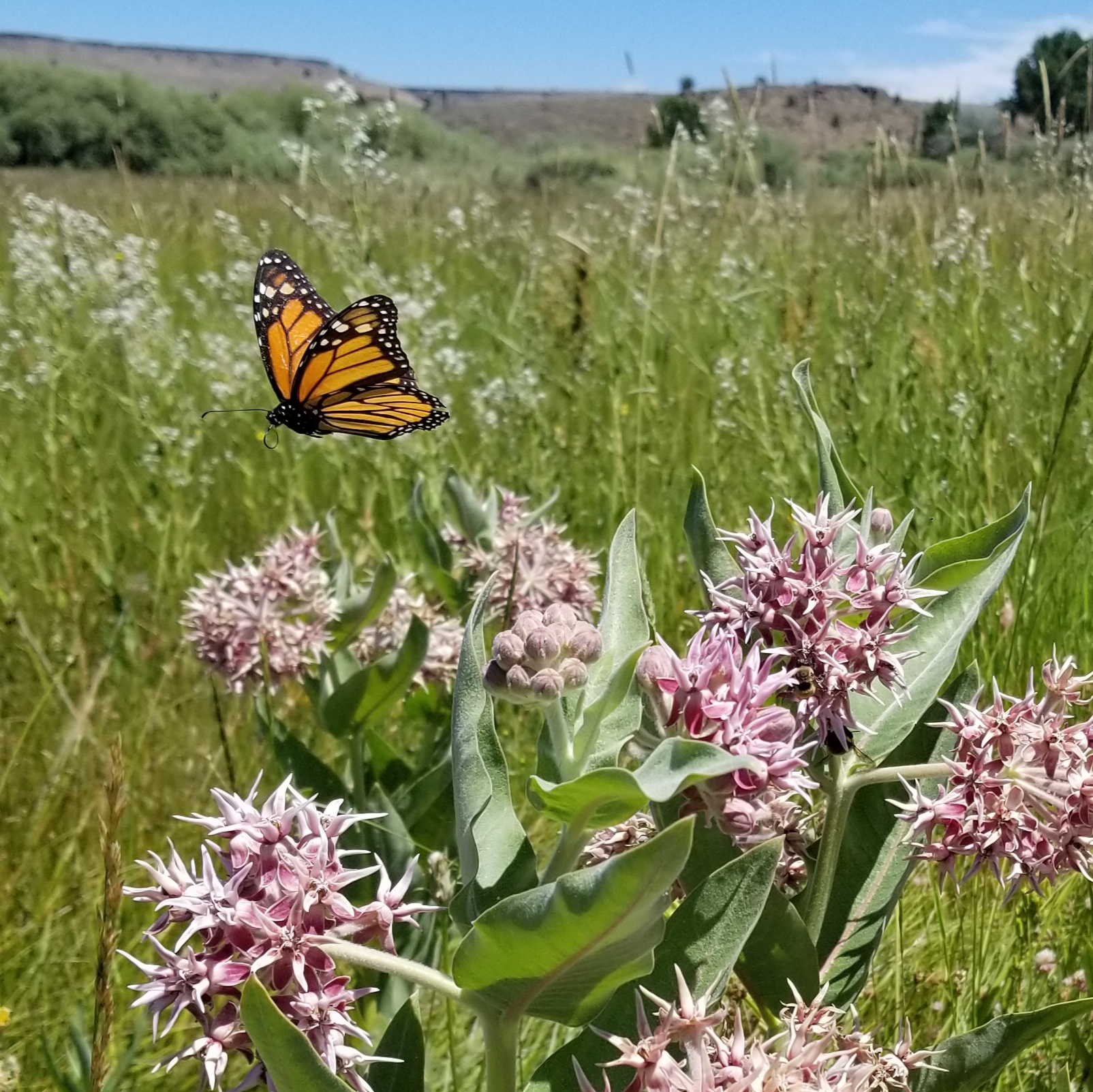 A monarch hovers above blooming pink milkweed flowers in a grassy field.