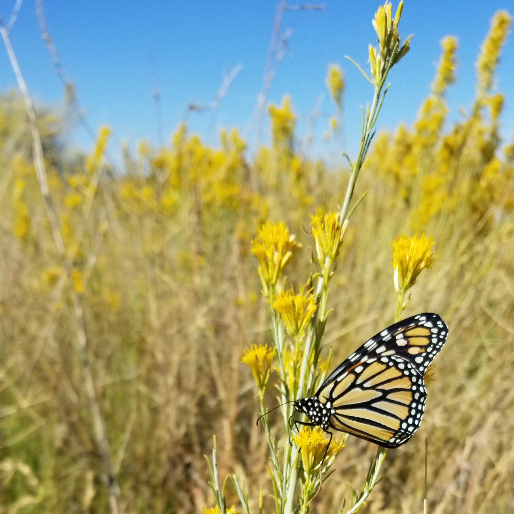 In an arid landscape with dry, brownish-yellow grass, a monarch clings to a stalk of rabbitbrush, with a dry-looking stem and yellow flowers.