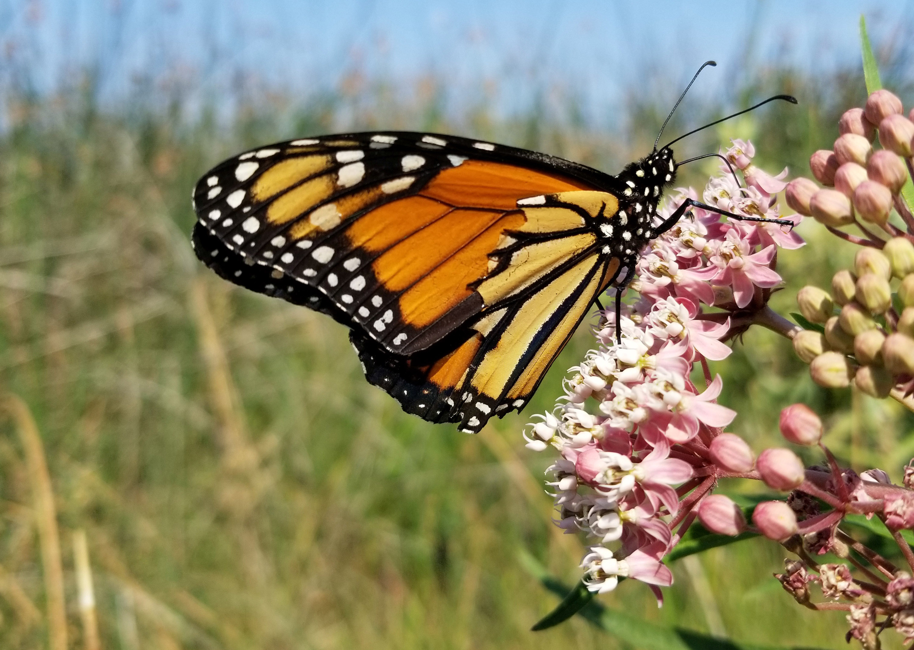 A monarch butterfly pauses to sip nectar from the pink flowers of swamp milkweed.