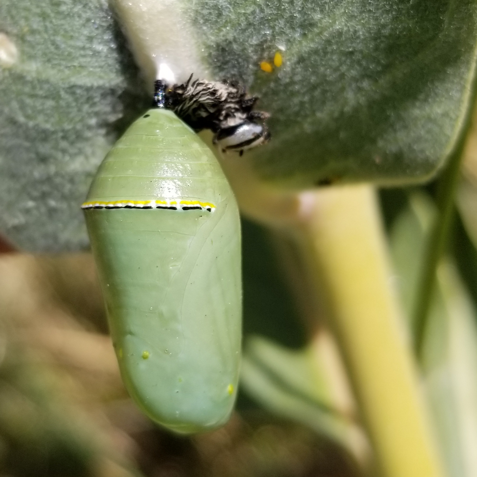 A pale green monarch pupa hangs from the underside of a milkweed leaf.