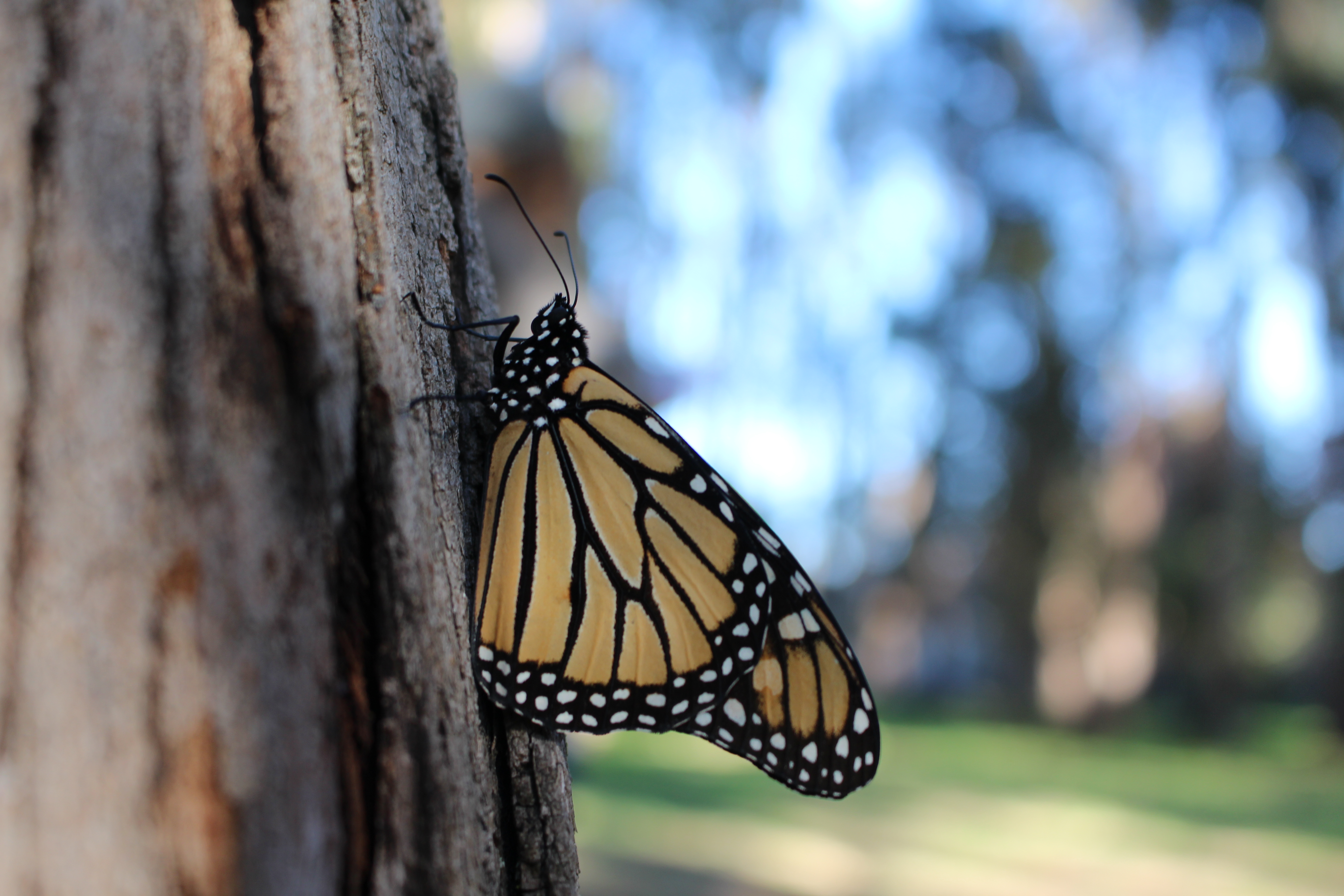 A monarch, with its wings folded, showing the duller orange side, clings to a rough tree trunk in a dimly-lit landscape.