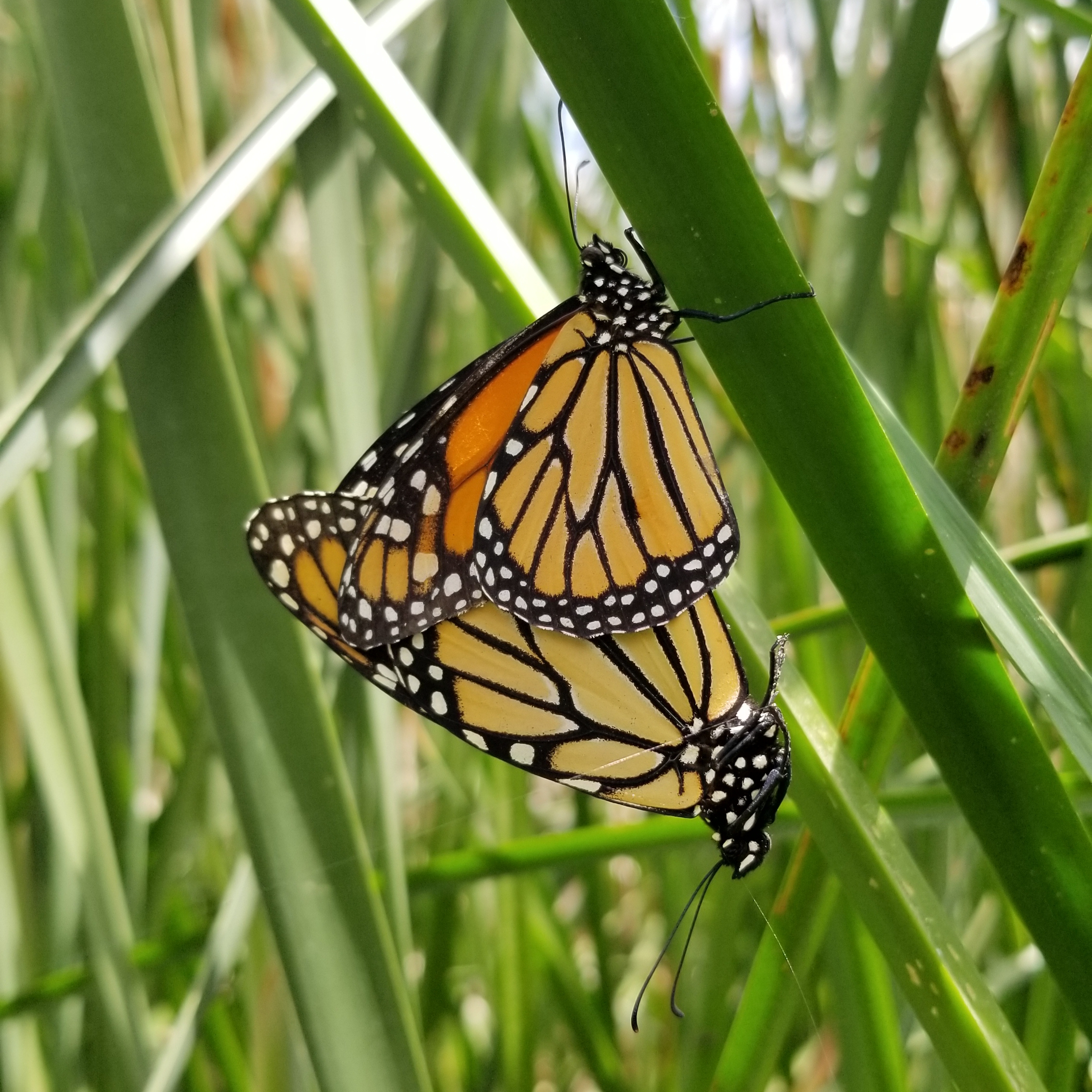 Two monarchs' wings entwine a bit as they stand rear-to-rear, mating on a leaf.