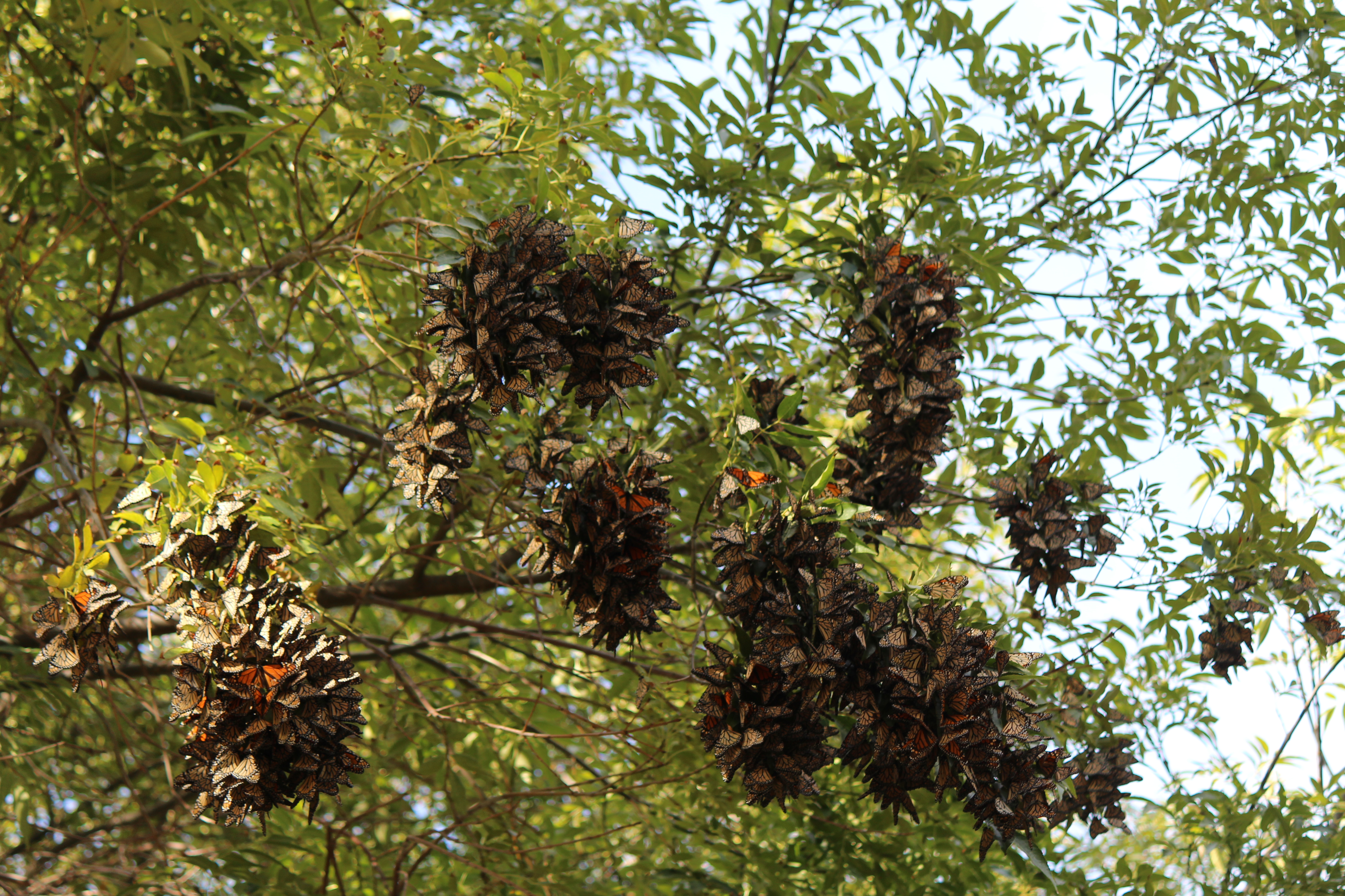 Multiple clusters of monarchs gather on the branches of trees.