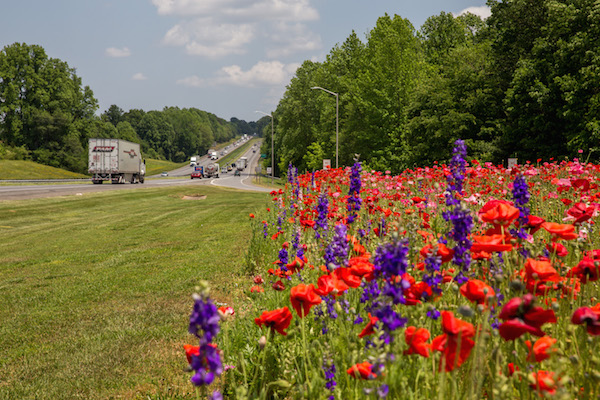 This roadside planting of wildflowers along I-85 in North Carolina has won awards within the state. Photo: NCDOT