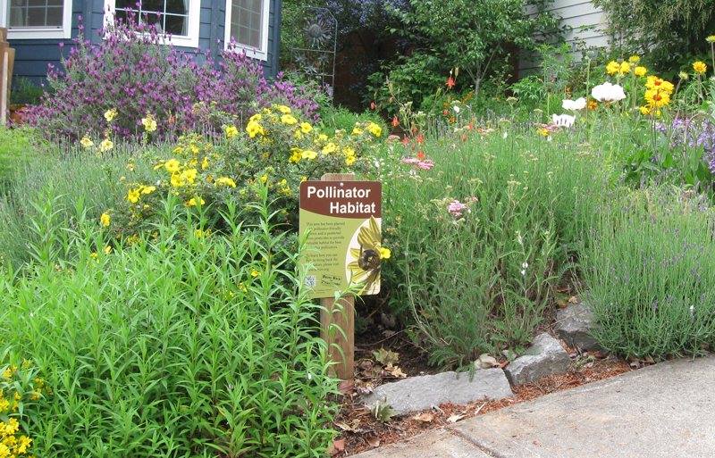 A Xerces Society pollinator habitat sign stands in a front-yard pollinator garden