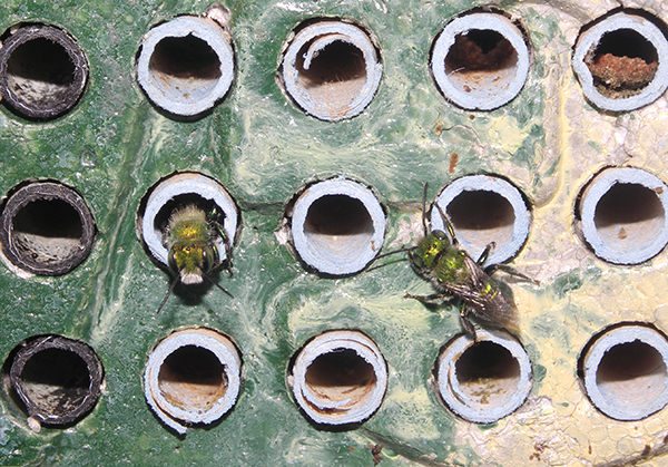 osmia aglaia males at nest tunnels