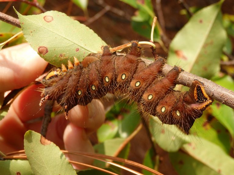 imperial moth caterpillar