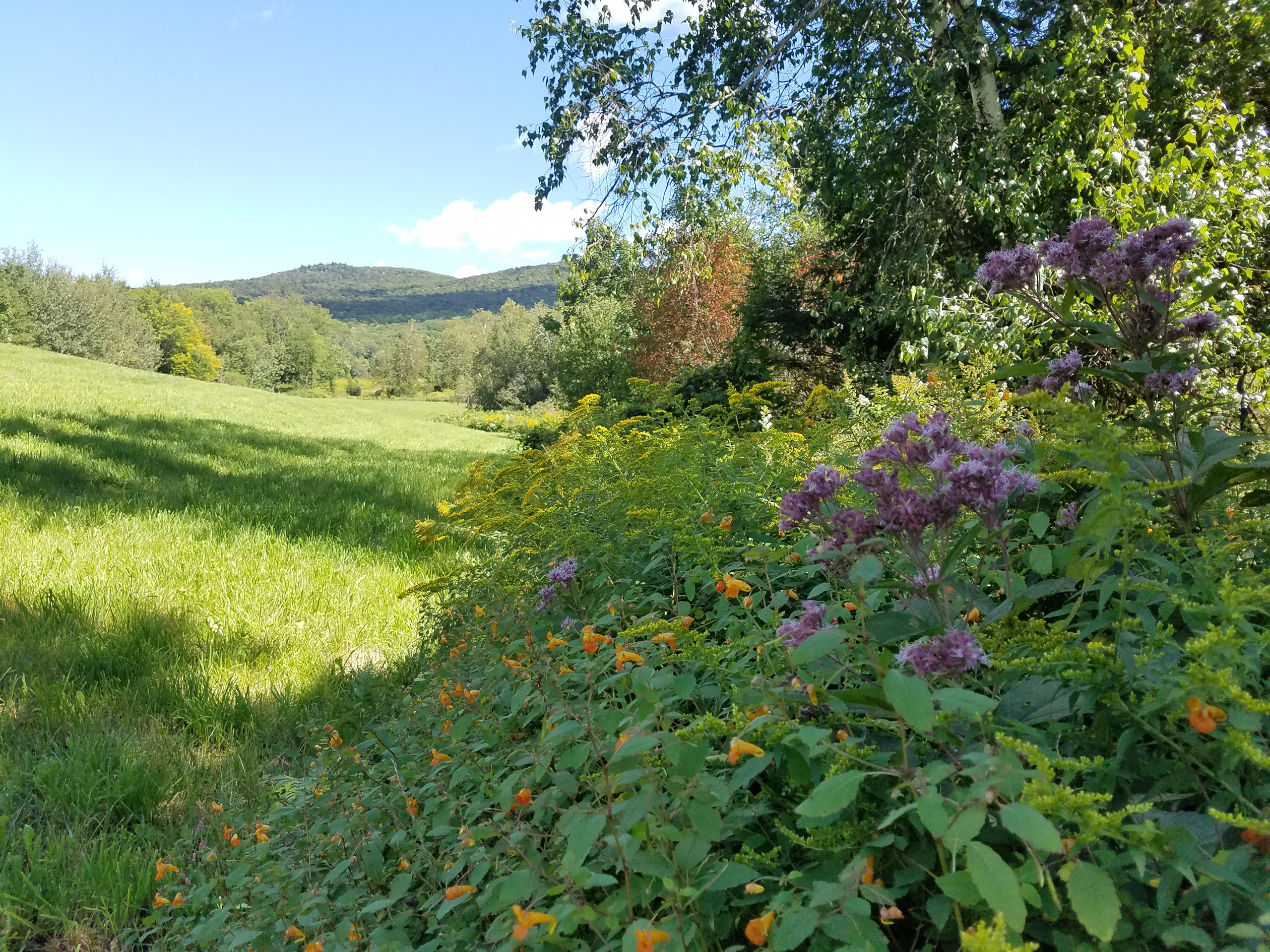 A landscape showing brightly colored wildflowers blooming along the edge of a hayfield, including orange jewelweed, purple joe pye weed, and yellow goldenrod