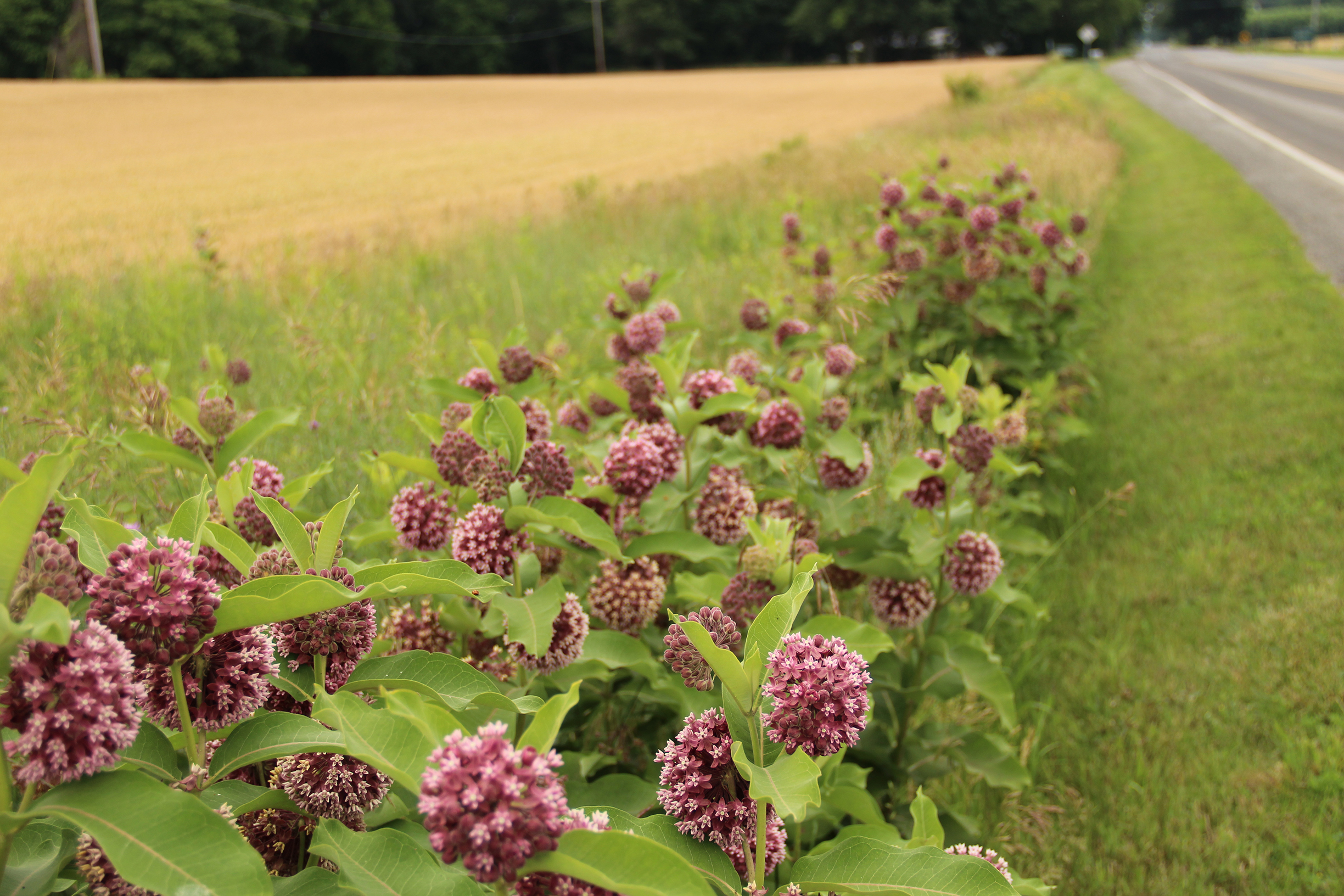 Ball-shaped, purple flower heads of the milkweed growing in a ditch add color to this rural roadside