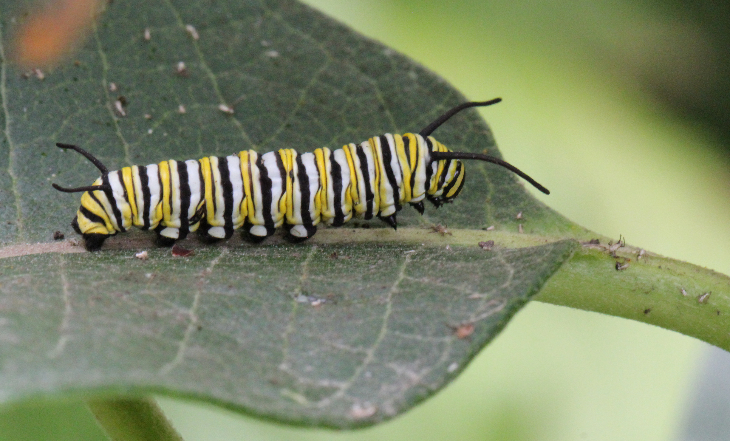 A black, yellow, and white striped monarch caterpillar on a dark green milkweed leaf.