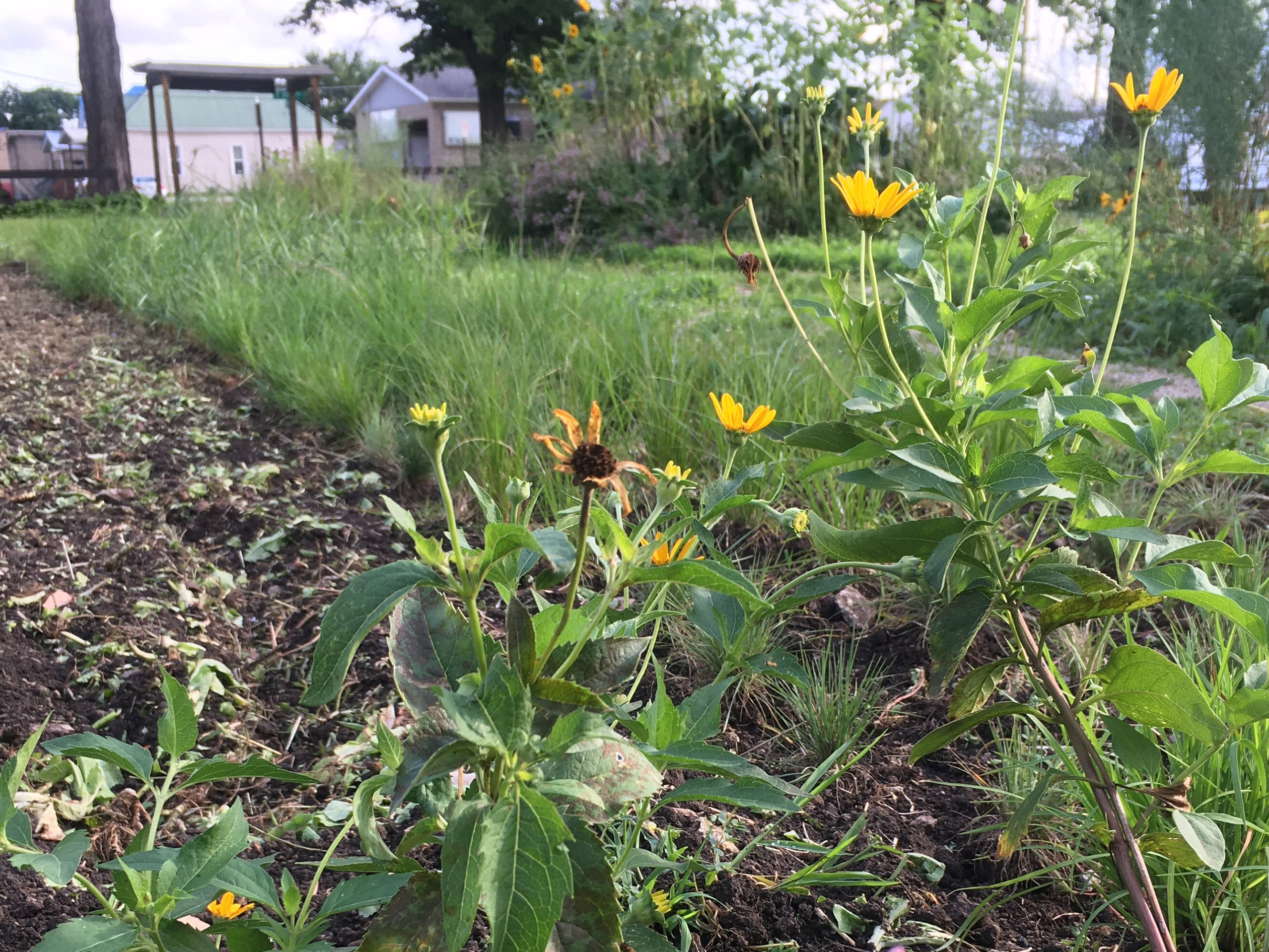 Bright yellow flowers of black-eye susan bloom in this habitat area on a small urban farm