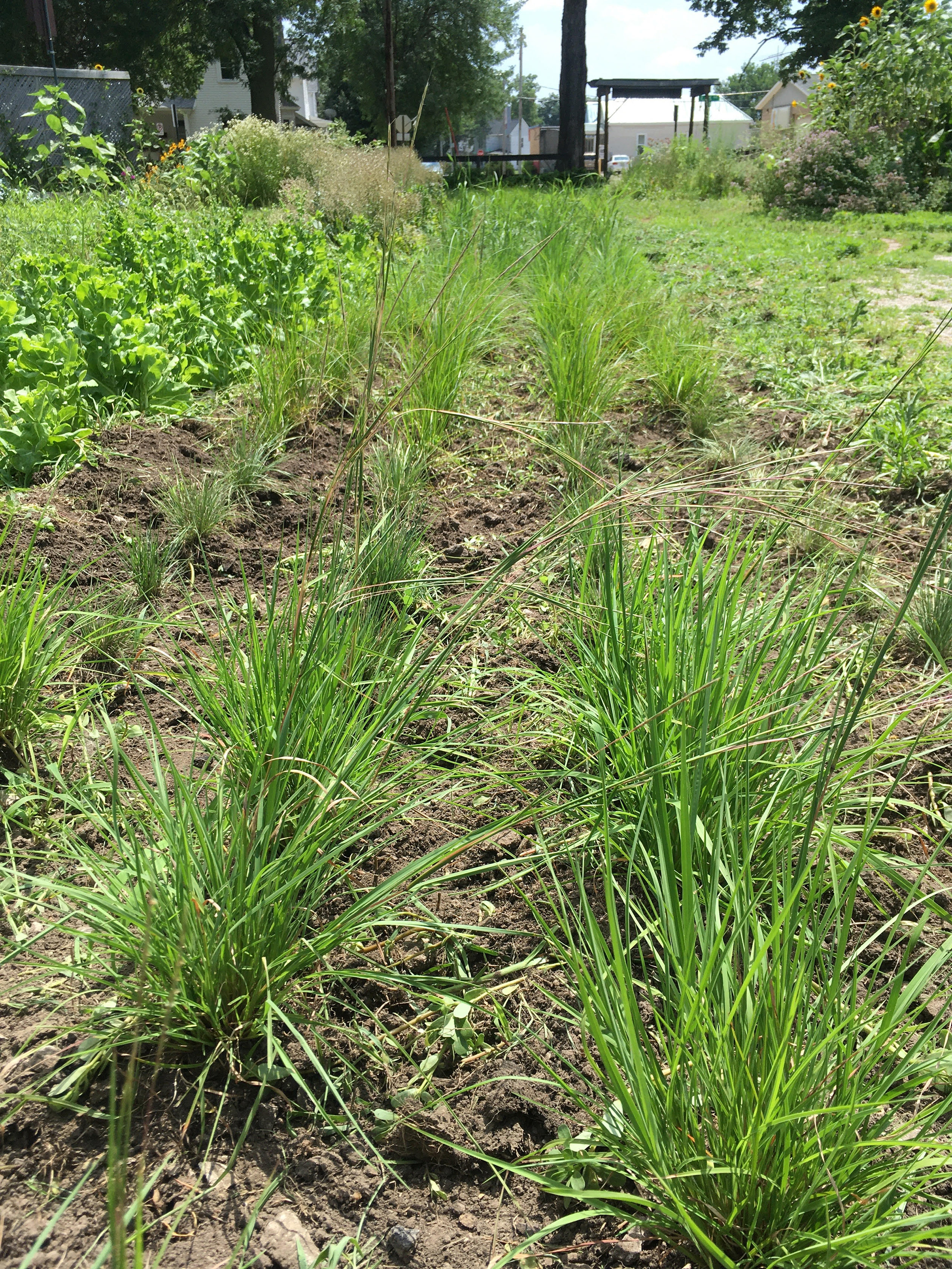Several parallel rows of newly planted bunchgrasses recede into the distance, marking the line of a beetle bank.
