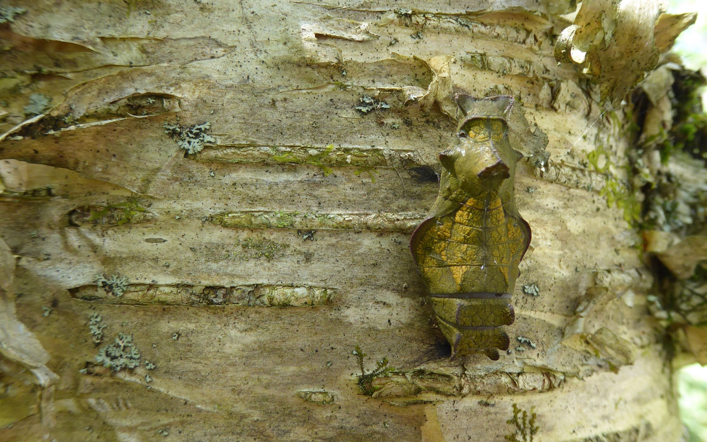 The yellow-brown color and irregular shape of this pipevine swallowtail butterfly chrysalis makes it difficult to see against the bark.