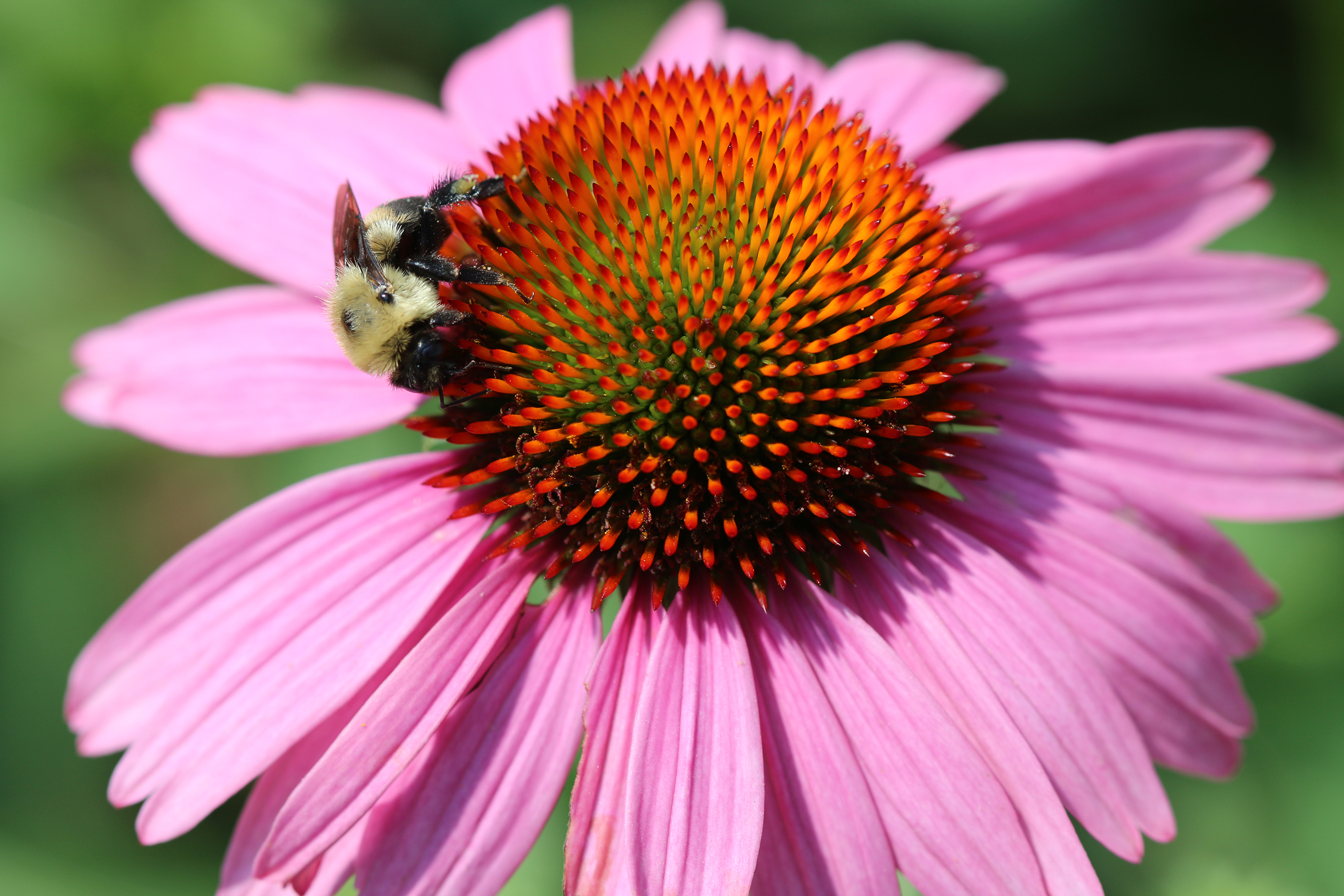 A yellow and black striped bumble bee drinks nectar on the perfectly rounded dome of this purple coneflower.