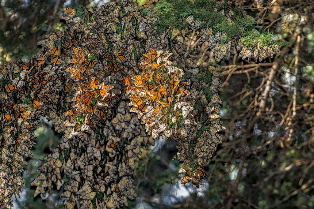 A dense cluster of many hundreds of orange-and-black monarch butterflies blanket the branches of a tree