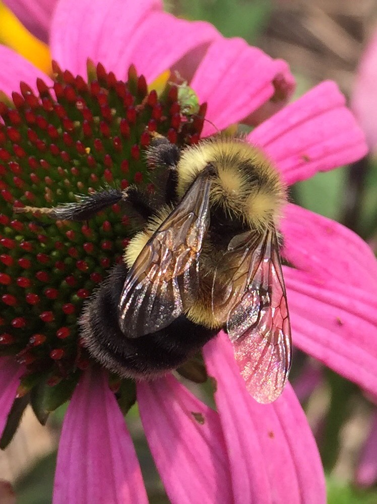 A fuzzy bumble bee with yellow and black stripes, as well as a distinct, rust-colored patch on its back, clings to a bright fuschia-colored flower.