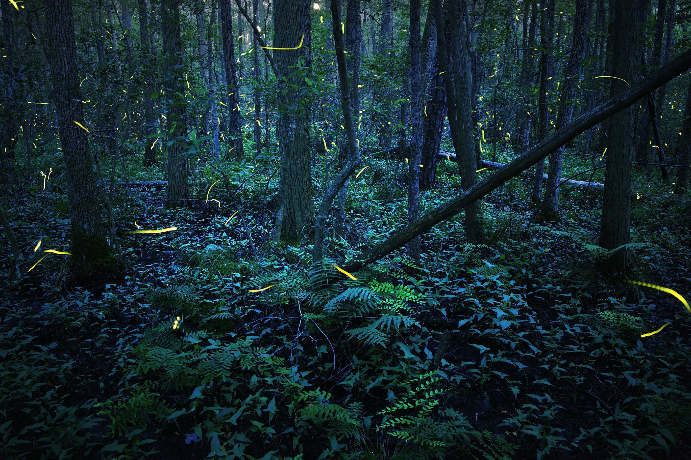 The flashing lights of a mass of fireflies add specks of light to this evening view of a forest