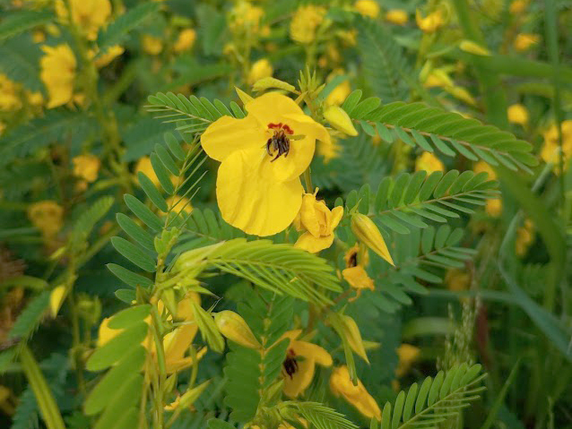 Bright yellow flowers with dark stamen bloom admist dark green vegetation in this close-up photo.