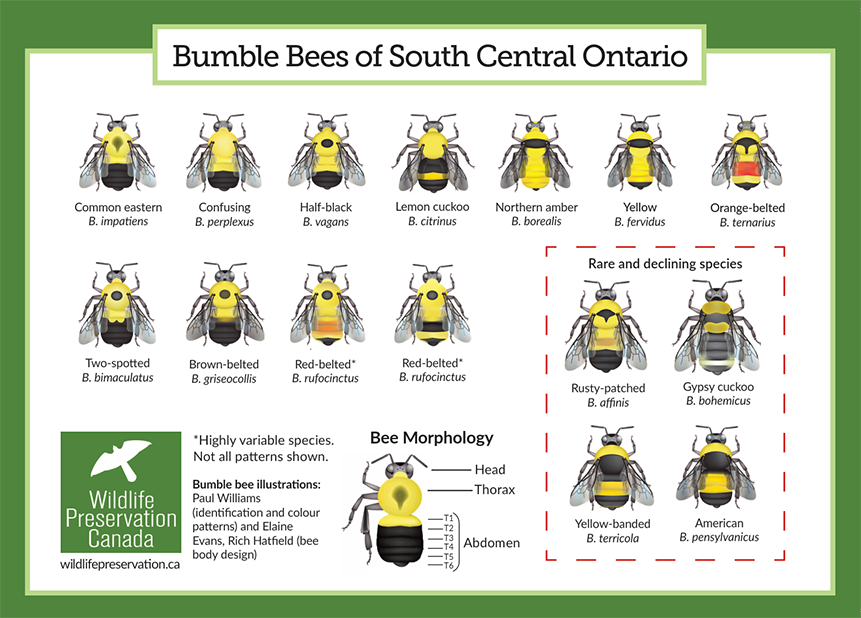 A diagram shows illustrations of different bee species under the heading "Bumble Bees of South Central Ontario."