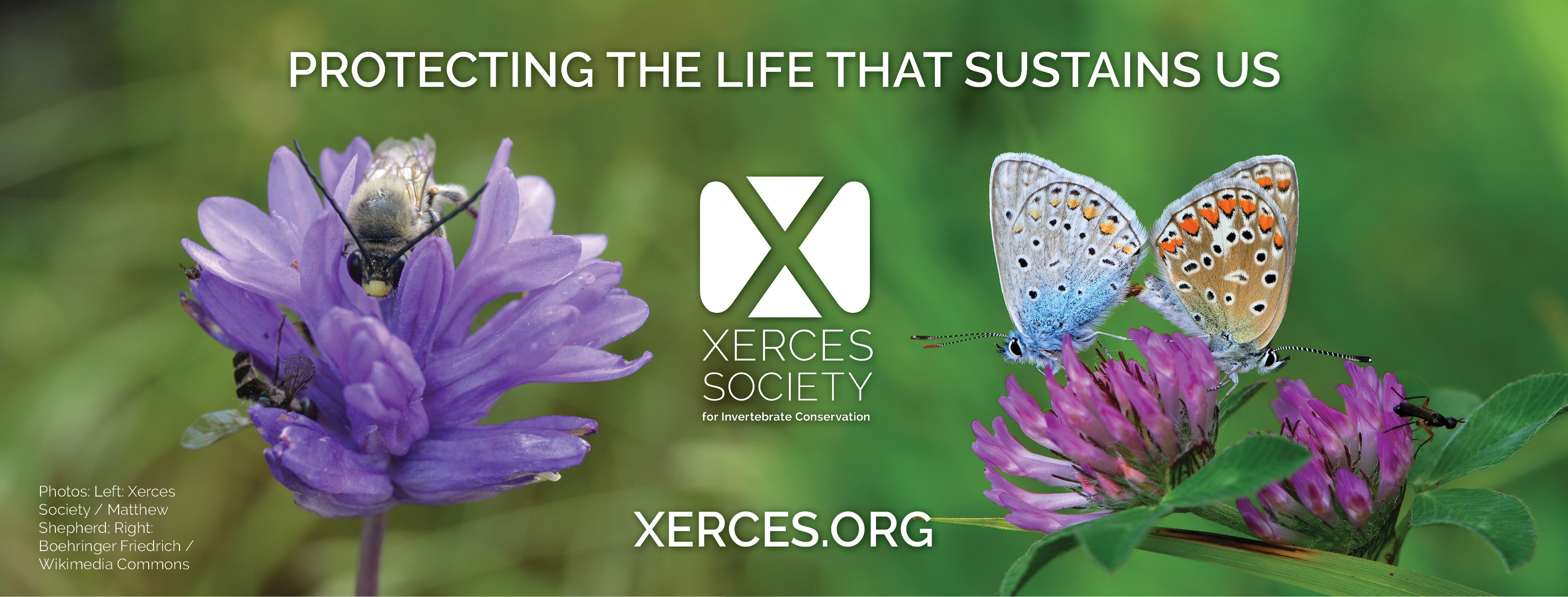 A collaged image with bees and butterflies, the Xerces Society logo, and the text "protecting the life that sustains us."
