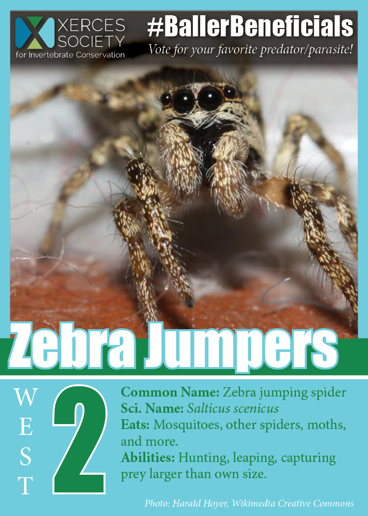 Western Conference Champions: zebra jumping spider