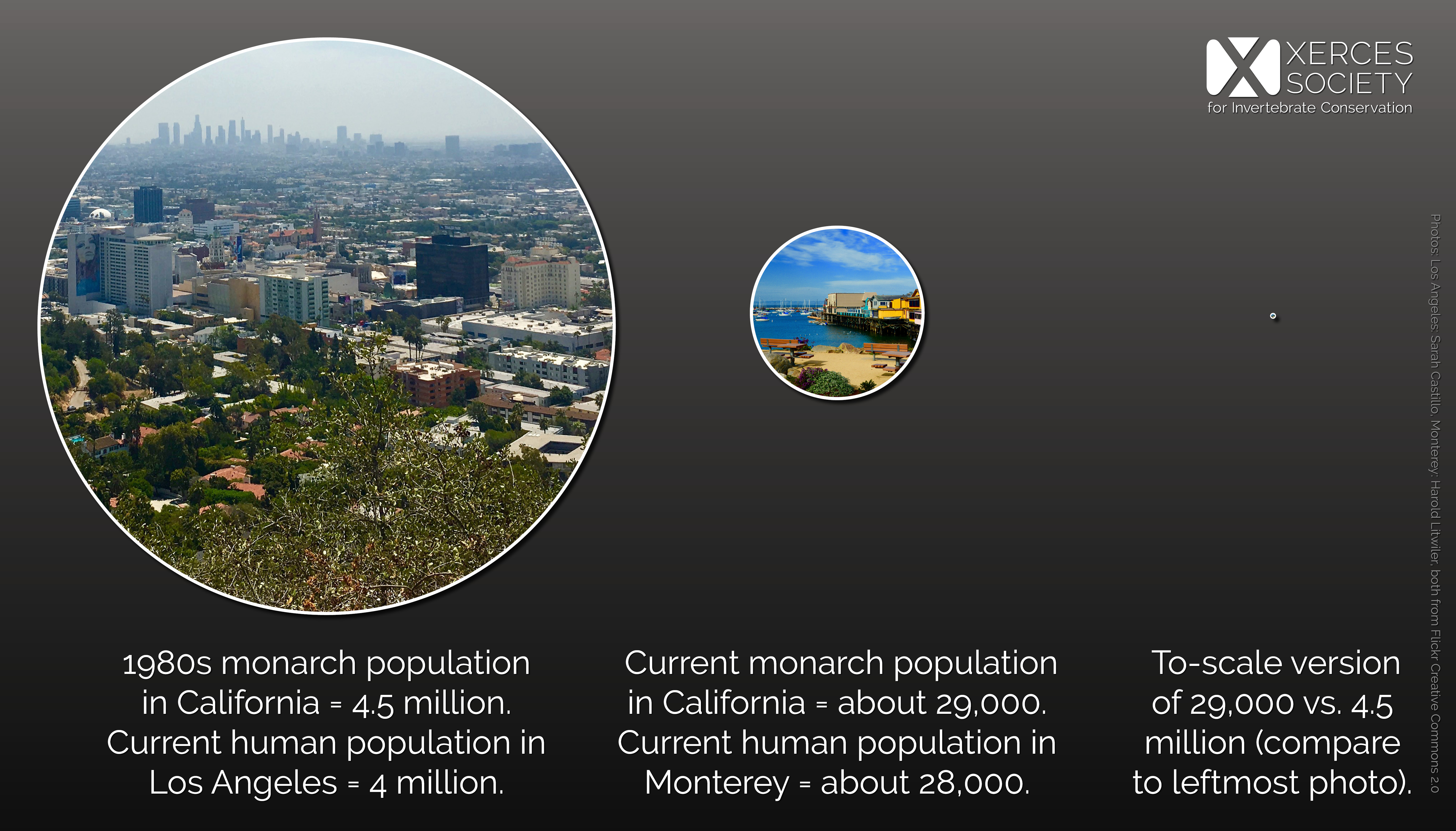 This infographic shows three circles, getting smaller as they progress from the left to the right. The leftmost circle contains an aerial photo of Los Angeles. The center circle, which is approximately half the size of the first, contains a photo of the Monterey waterfront. The rightmost circle is essentially a speck; it is 1/160th the size of the leftmost circle. This demonstrates the variation in population size from LA to Monterey, and draws the comparison between the size of the western monarch population in the 1980s and its size today.
