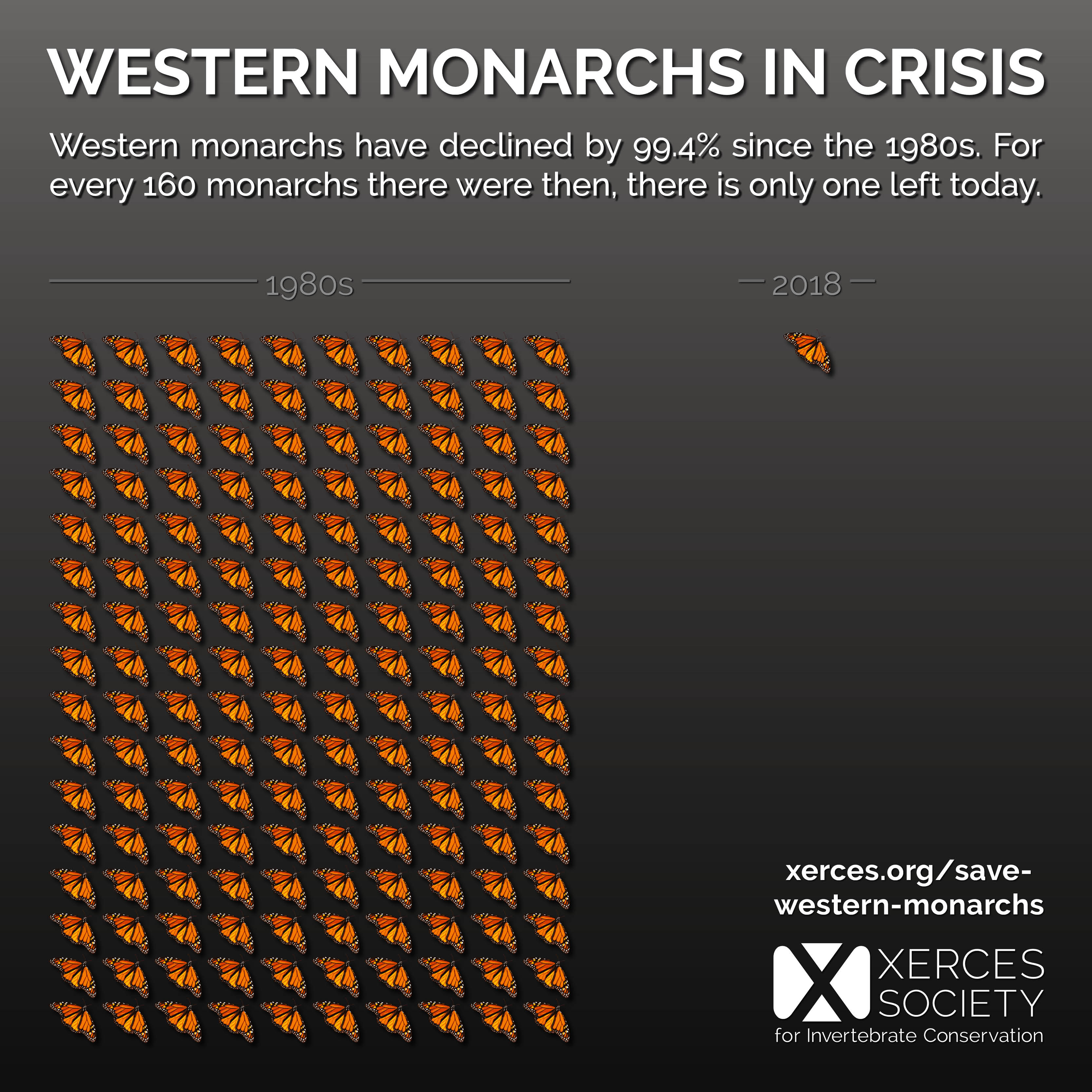 This graphic shows that the western monarch population is 1/160 the size it was in the 1980s.