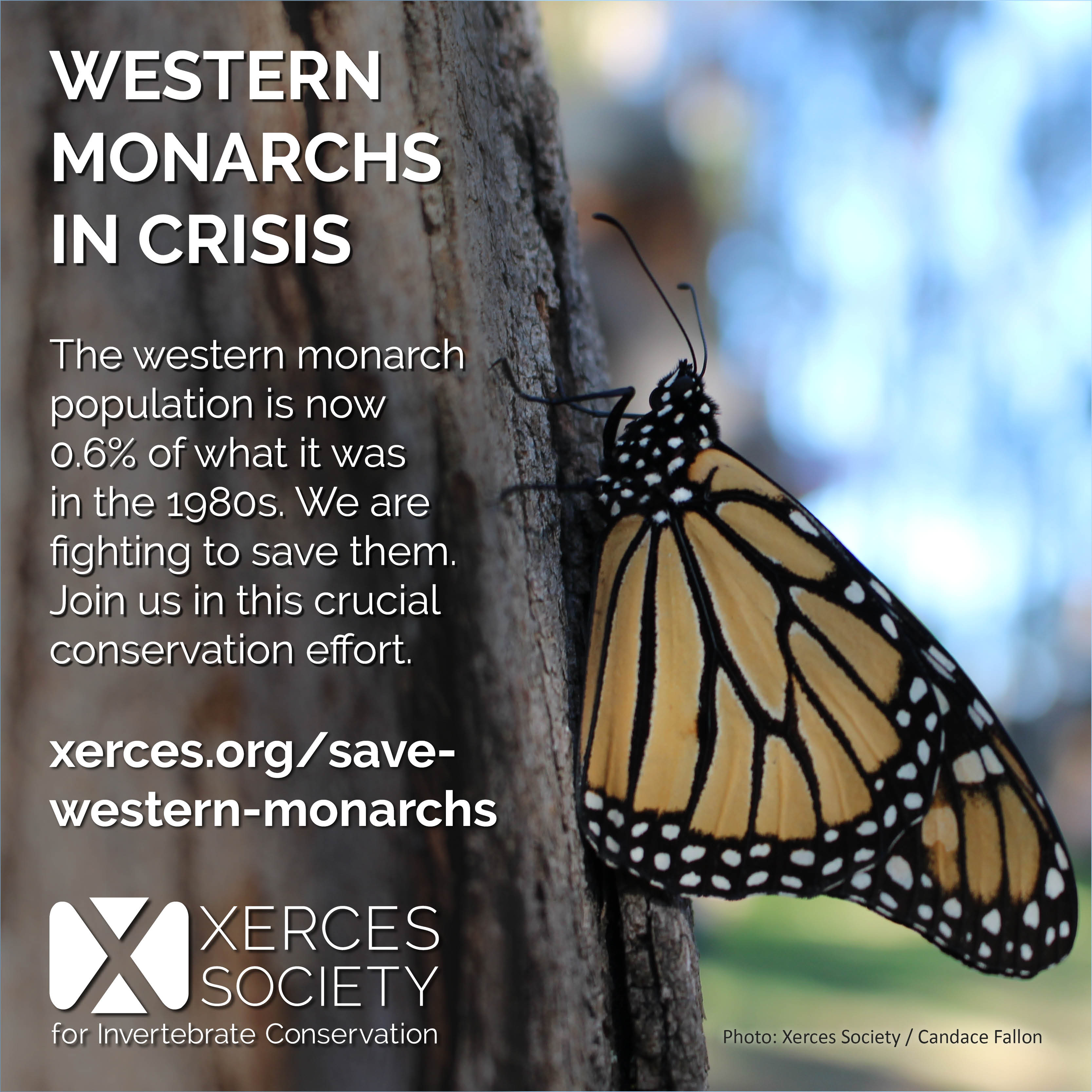This graphic introduces the situation with western monarch declines.