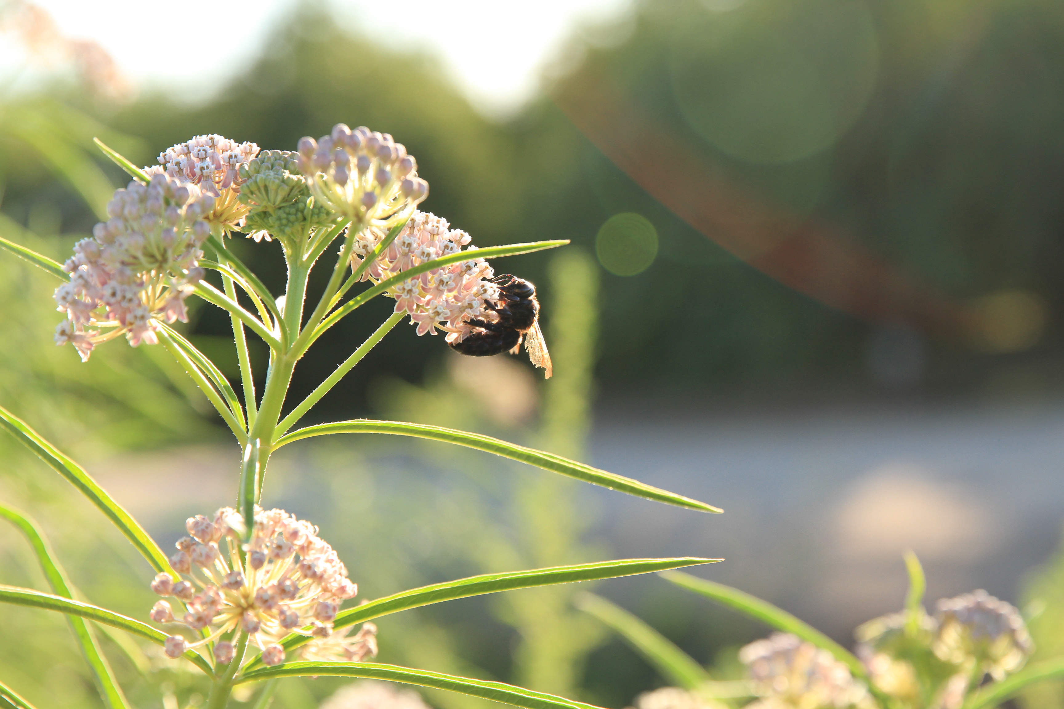 A dark-colored bee perches on the edge of a cluster of pink flowers, on a plant with long, thin, green leaves. The lighting in this scene is atmospheric, conveying sunny and warm weather.