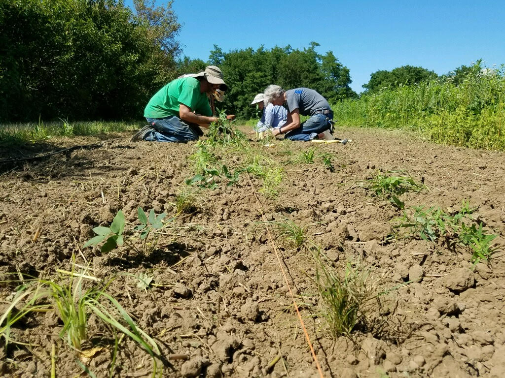 People kneel in the dirt, planting native species to create a beetle bank.