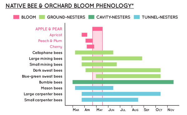 bloom time graph