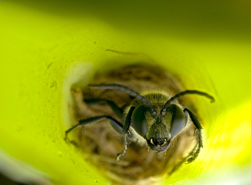 This closeup shot of a bee inside a yellow tube (in a flower) shows this animal's big, black eyes looking directly at the camera.