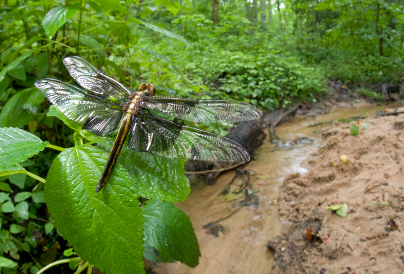 A dragonfly with an orangish brown body and shiny, translucent wings perches on a bright green leaf above a creek in a lush forest.