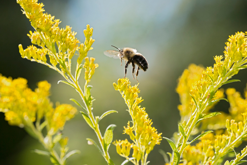 Amid fluffy, yellow flowers, a fuzzy bumble bee with yellow and black stripes takes flight.