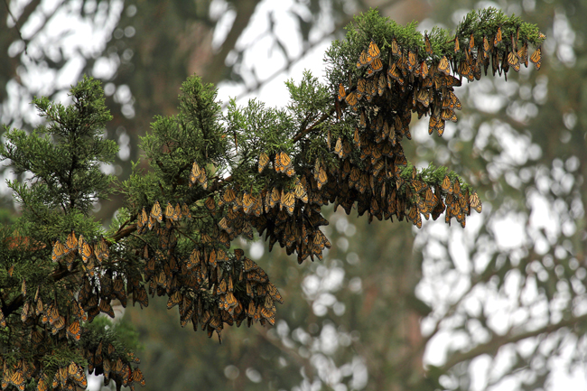 A cluster of overwintering monarchs. Photo: Carly Voight