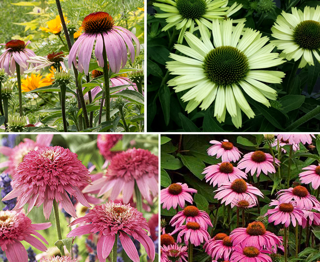 Purple coneflower (Echinacea purpurea) has been bred into more than 100 cultivars. Shown clockwise from top left: the straight species; ‘green jewel’ which is much less visible to pollinators; ‘magnus’ which is more densely flowered but otherwise little changed from the straight species; and ‘pink double delight’, a sterile cultivar that doesn’t produce pollen and whose nectar is inaccessible.