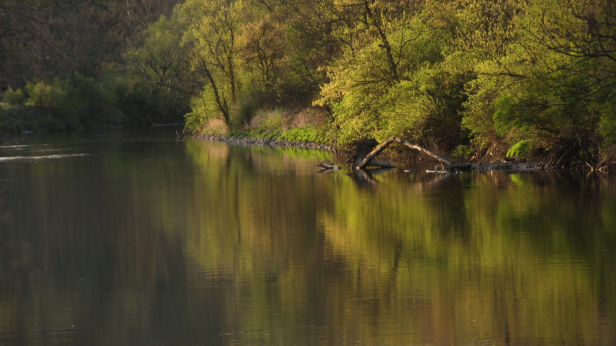 A river with still water reflects the green trees that line one of its banks, all under golden light.
