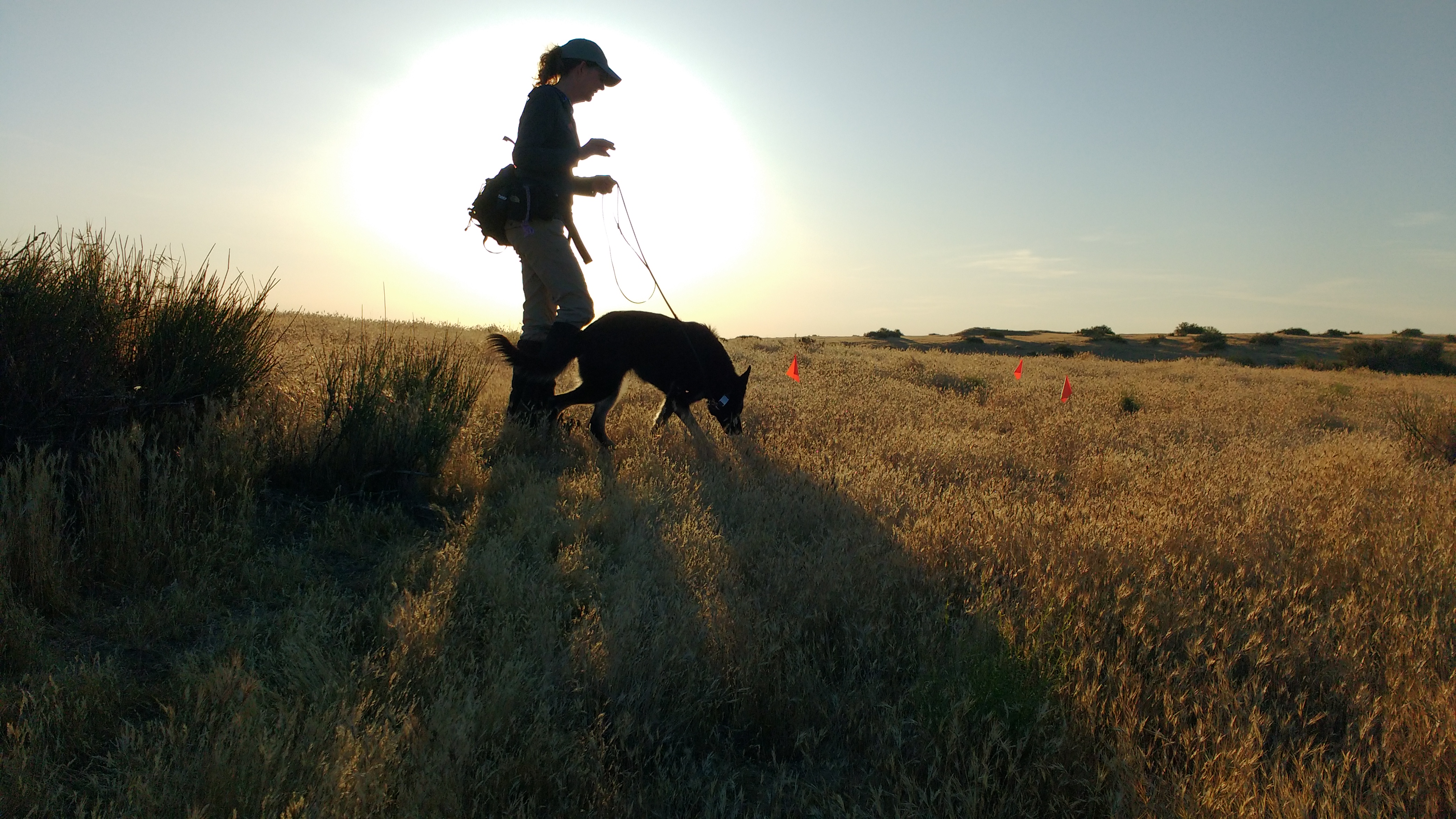 A woman walking nose sniffing dog across a field.
