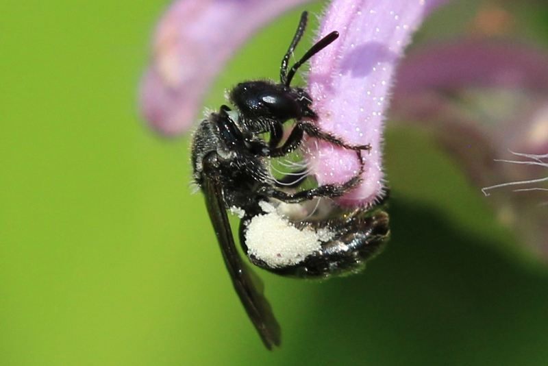 Wild bergamot attracts specialist pollinators such as this tiny sweat bee, Dufourea monardae, which has only been recorded on Monarda. Photo © jgibbs (CC BY-NC 4.0)
