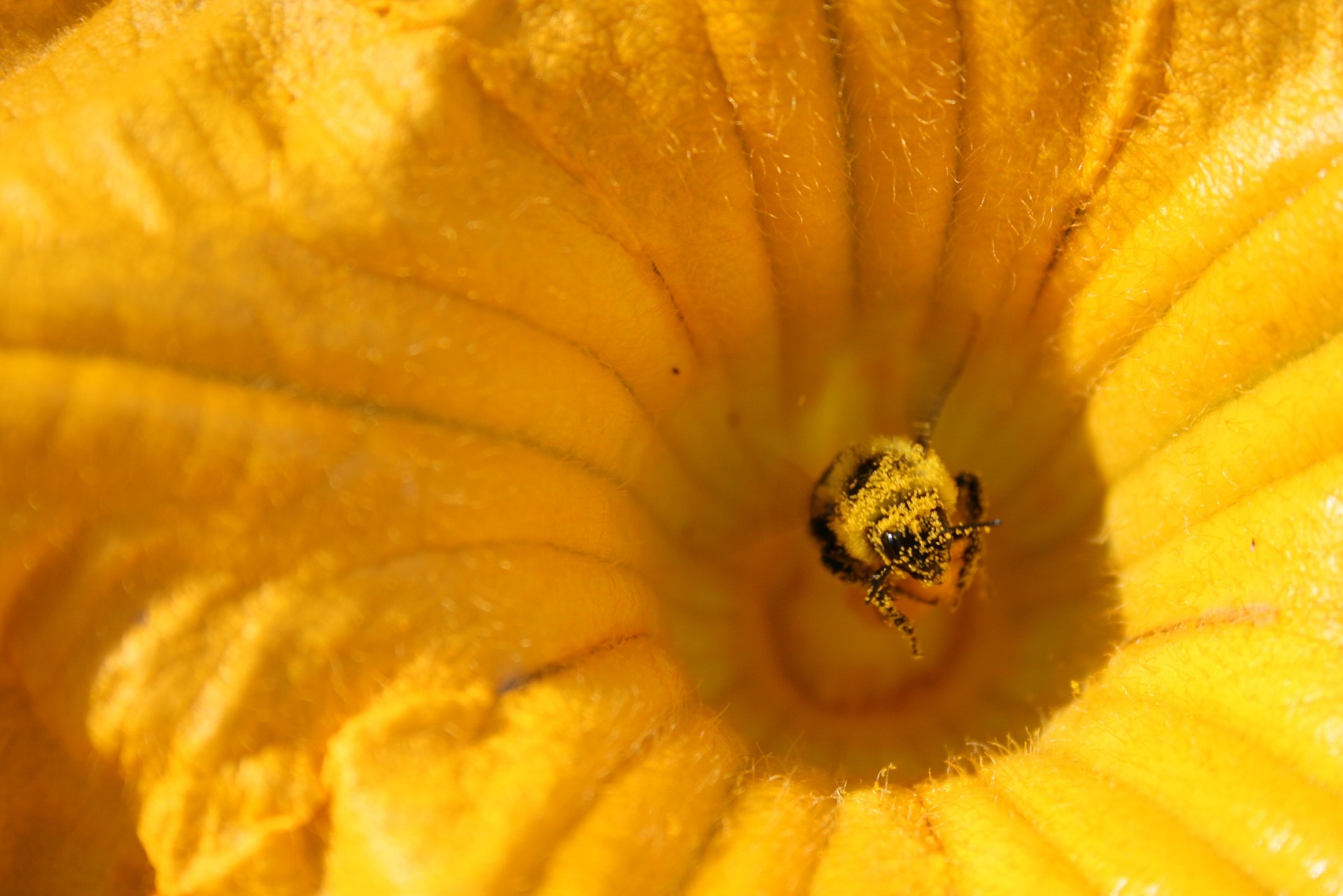 Can Robobees Solve the Pollination Crisis? Xerces Society