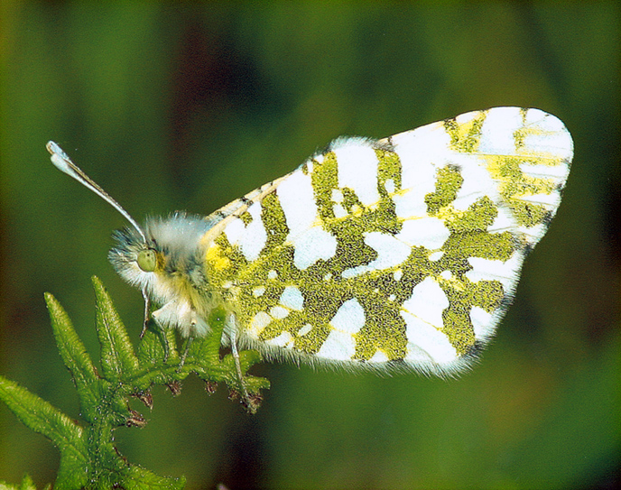 island marble butterfly