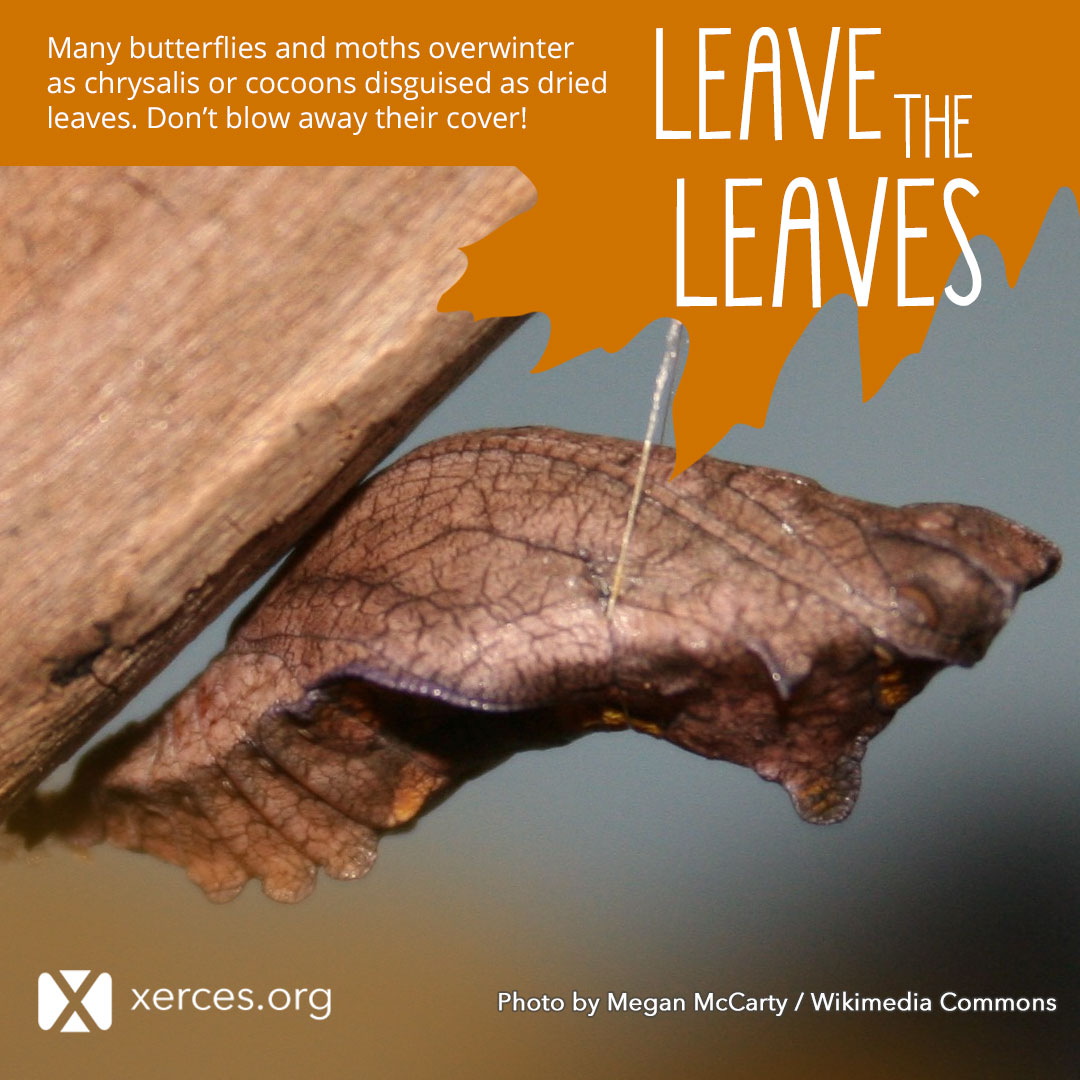 A chrysalis that looks like a brown leaf is shown in this Leave the Leaves! graphic.